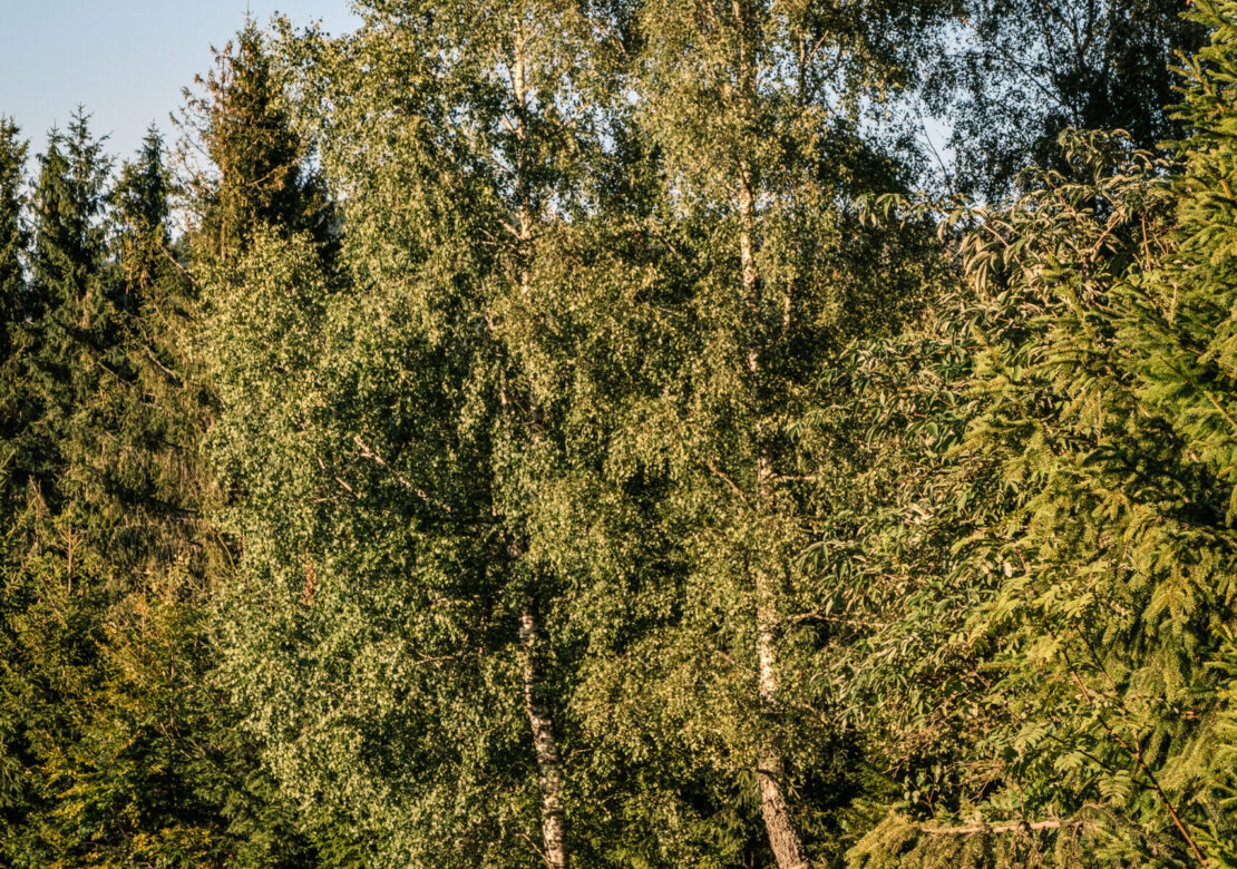 Pytlorka
