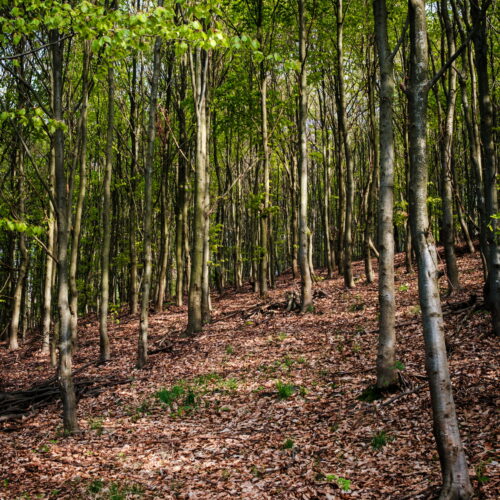 Pytlorka