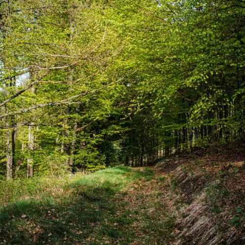 Pytlorka
